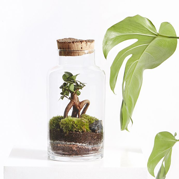 Plante i Glassbeholder